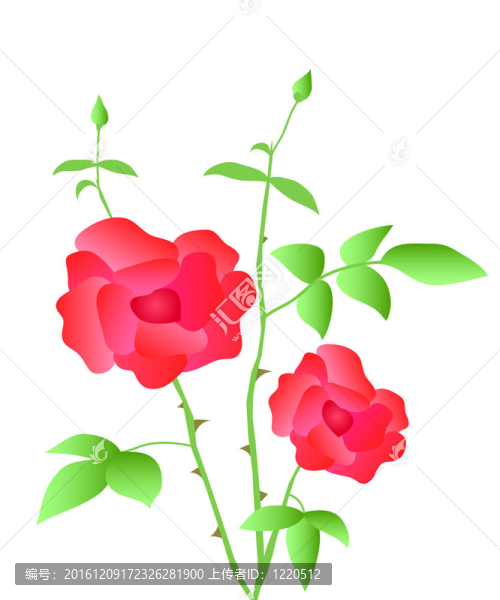 紅玫瑰