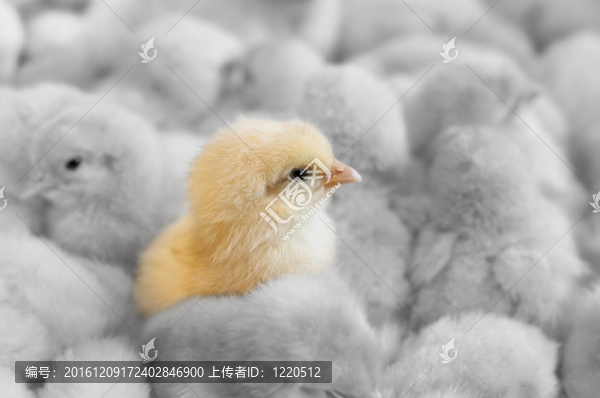 優(yōu)秀的小雞