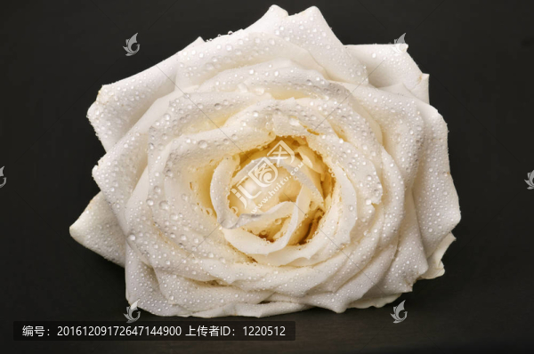白玫瑰