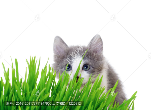小貓搖曳的青草