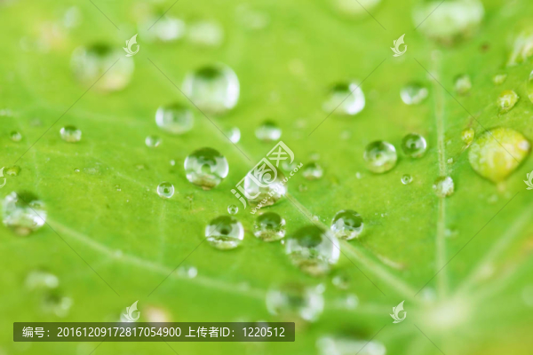 葉上水滴