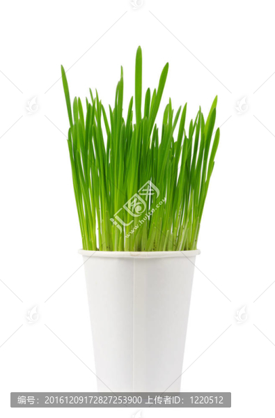 綠色的草