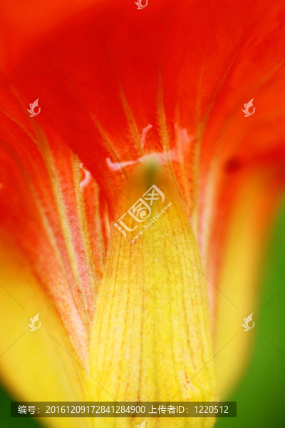 橙色的花瓣背景