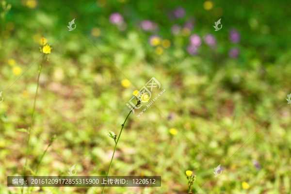 花黃色背景
