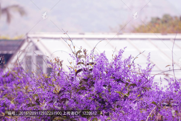 紫色的花和房屋