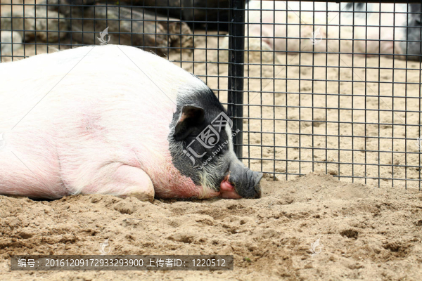 一個昏昏欲睡的豬