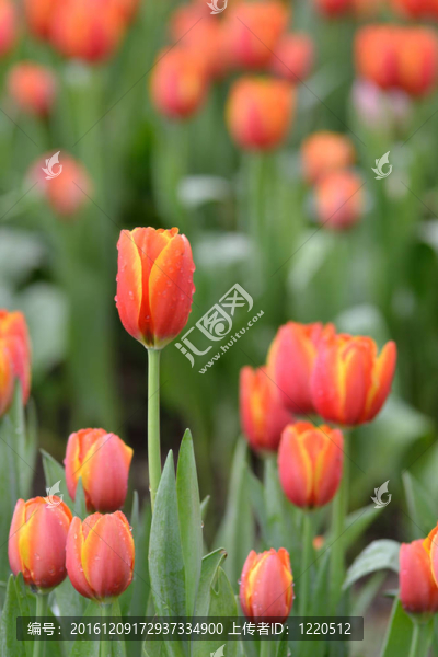 郁金香花園