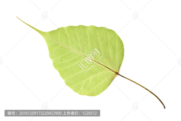 菩提樹的葉子