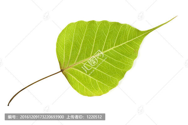 菩提樹的葉子