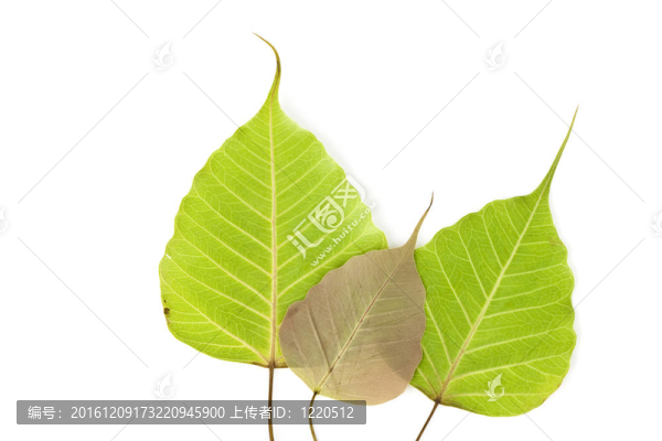 菩提樹的葉子