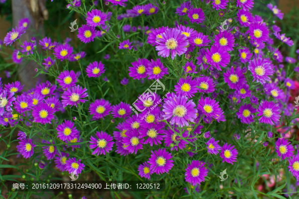 花園里的花