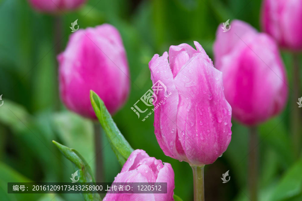 花園里的花