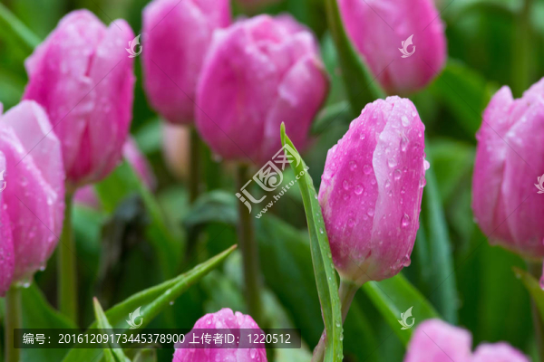 花園里的花