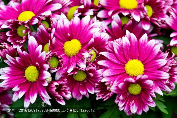 花園里的花