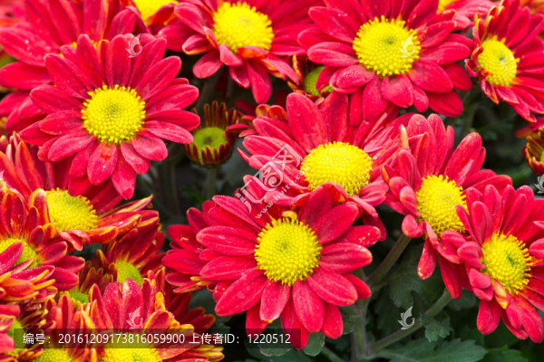 花園里的花