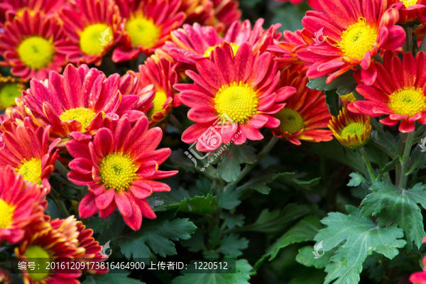 花園里的花