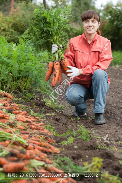 女人與carrot,harvest