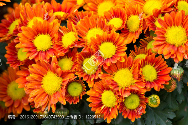 花園里的花