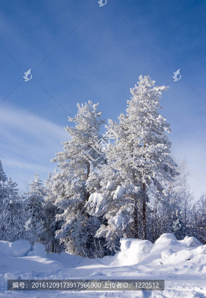 圣誕前夕，一片白雪覆蓋的常青樹和松樹