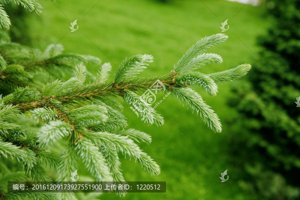 一種毛皮或松樹的多刺的綠色樹枝