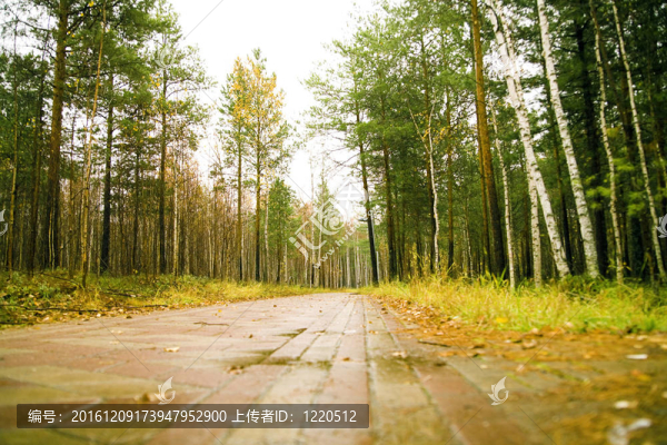 秋天下午在城市公園里鋪滿黃色樹葉