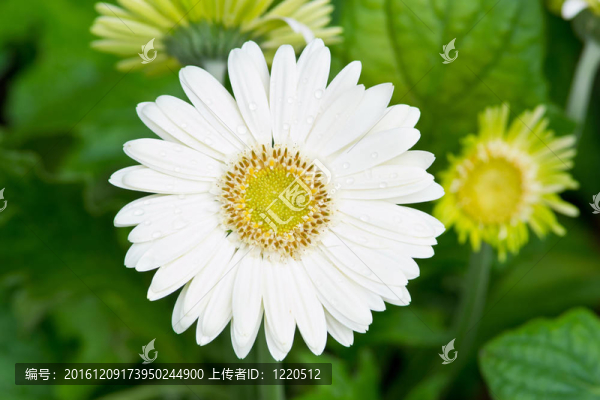 花園里的花