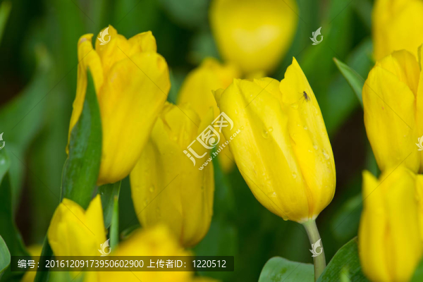 花園里的花