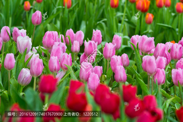 花園里的花