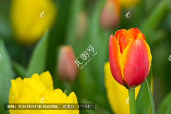 花園里的花