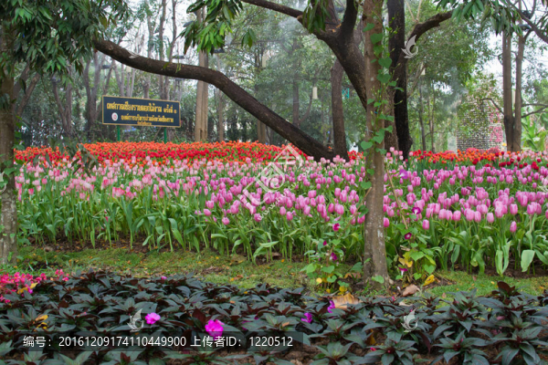 花園里的花
