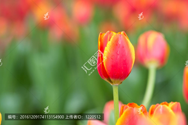 花園里的花