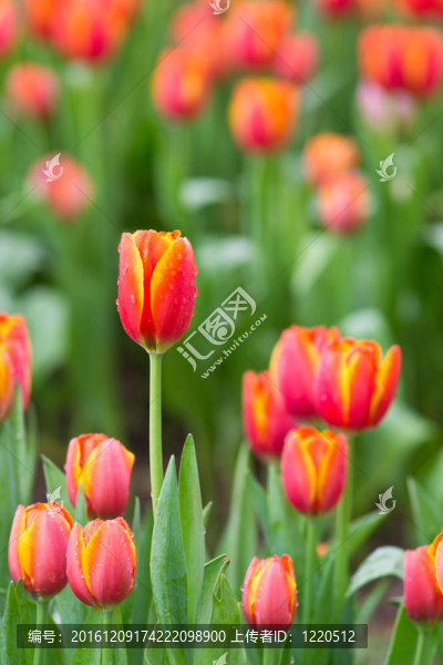 花園里的花