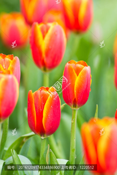 花園里的花