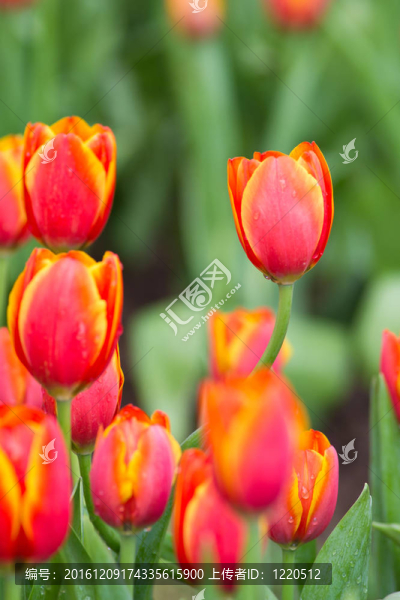 花園里的花