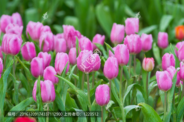 花園里的花