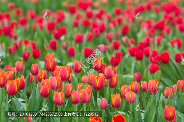花園里的花