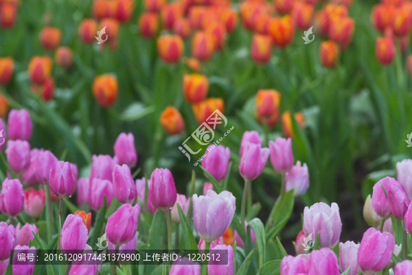 花園里的花