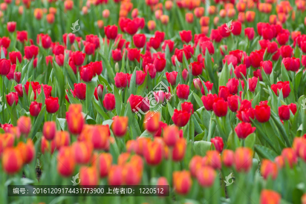 花園里的花