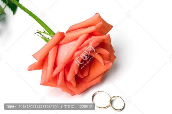 鮮紅的玫瑰和白色背景上的兩枚結(jié)婚戒指