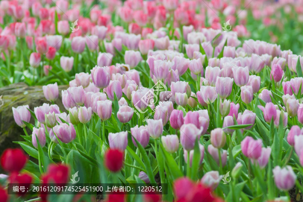 花園里的花