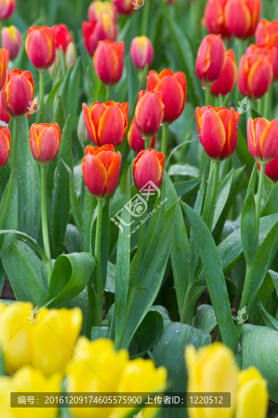 花園里的花