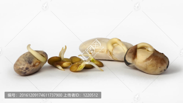 豆芽特寫(xiě)