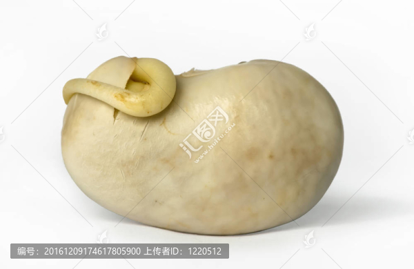 豆芽特寫