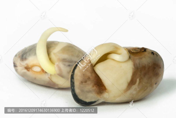 豆芽特寫