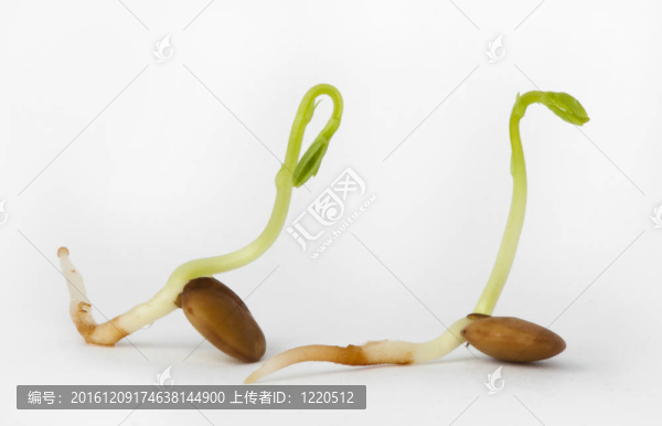 長鏡頭特寫