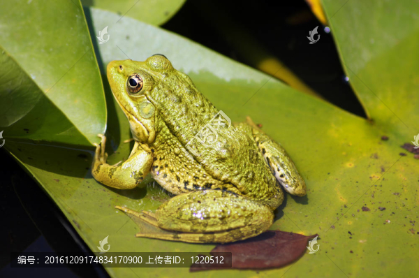 池塘中的綠蛙