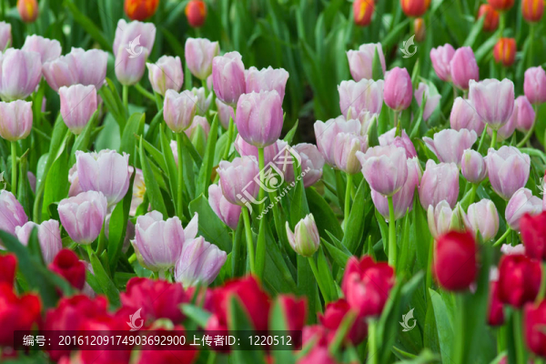 花園里的花