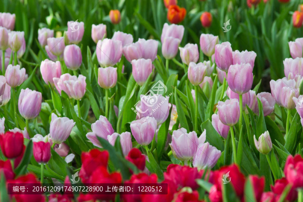 花園里的花