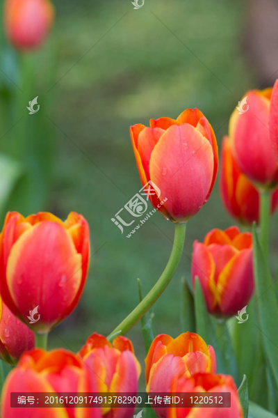 花園里的花