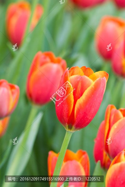 花園里的花